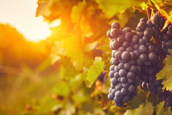 domaine viticole